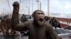 Apes